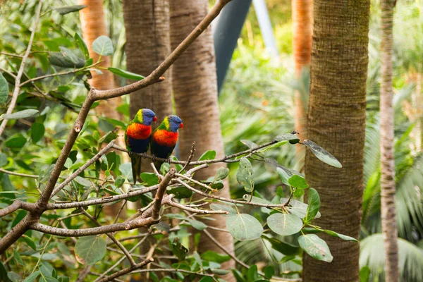 로 공원, 테네리페에에서 다채로운 앵무새 — 스톡 사진