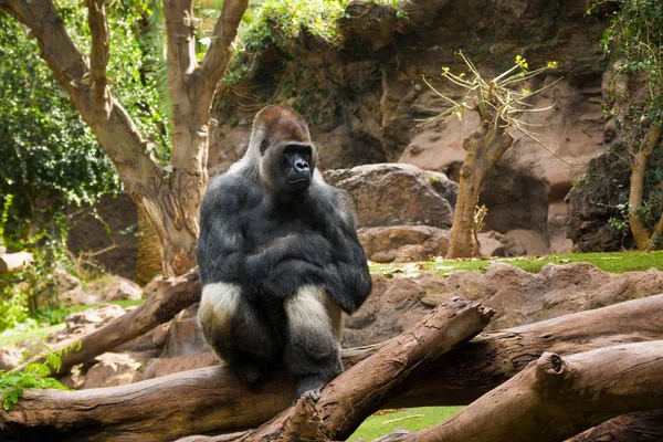 ブラウン グリーン背景、オウム公園、テネリフェ島で屋外に動物園で大きな、黒ゴリラの肖像画 ロイヤリティフリーのストック写真