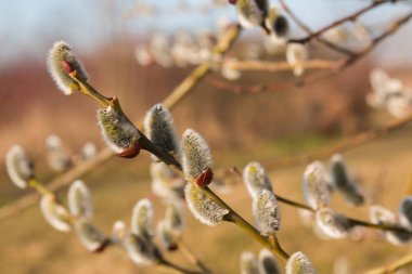 Kedi willows doğa arka plan üzerinde yakın çekim