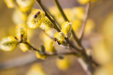 Arı sarı çiçek açan kedi willows üzerinde kapatmak