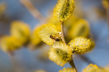Arı sarı çiçek açan kedi willows üzerinde kapatmak