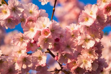 Bahar kiraz çiçekleri, pembe çiçekler