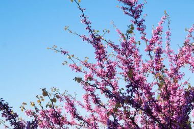 Erguvan mavi gökyüzü arka plan üzerinde pembe çiçekli