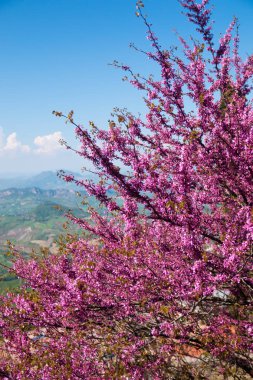 Erguvan mavi gökyüzü arka plan üzerinde pembe çiçekli