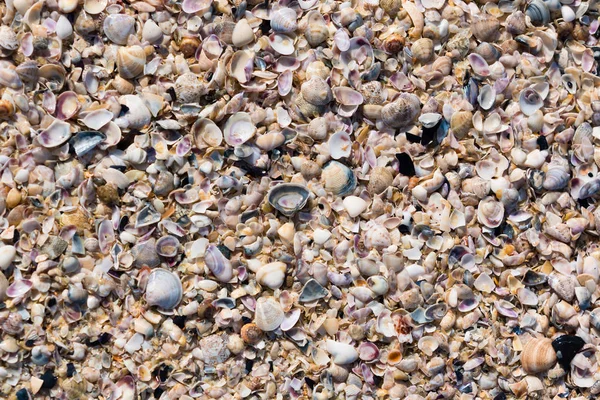 Conchas do mar fundo — Fotografia de Stock