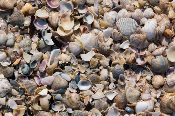 Meeresmuscheln Hintergrund — Stockfoto