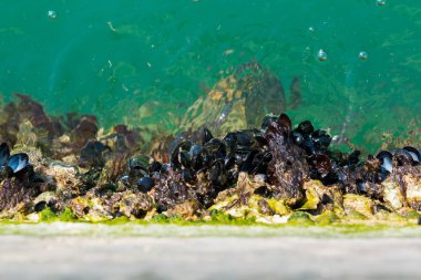 Rimini bağlantı noktası duvara yapışmış küçük midye