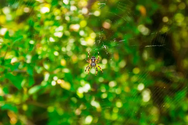 Spindeln Araneus och webb på björnbär bush i berg av Montenegro — Stockfoto