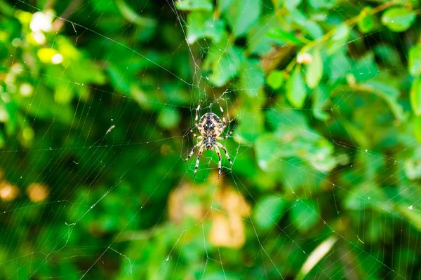 몬테네그로의 산악에서 블랙베리 부시에 웹 및 거미 Araneus — 스톡 사진