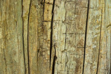 Doğal arkaplan olarak eski ceviz ağacı gövdesi detay dokusu