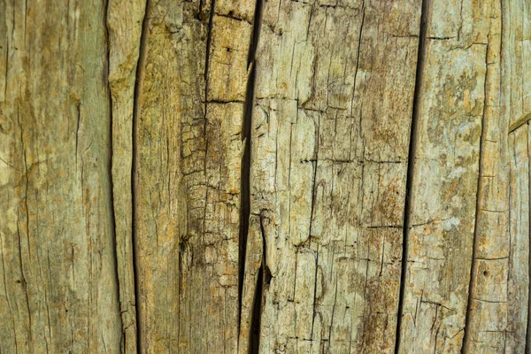 Doğal arkaplan olarak eski ceviz ağacı gövdesi detay dokusu