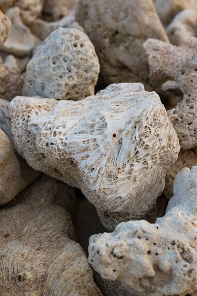 Коралові скам'янілості камінь на пляжі — стокове фото