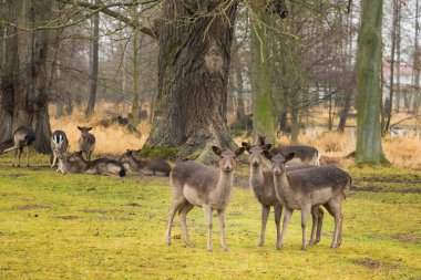 Kadın nadas geyikler ormandaki grubu