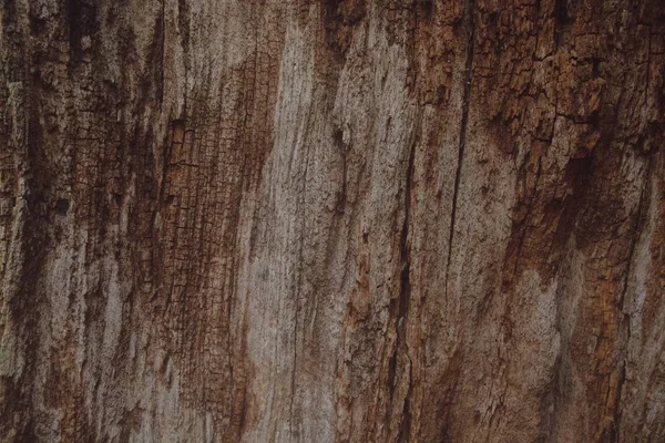 Textura de corteza de roble, fondo de madera — Foto de Stock