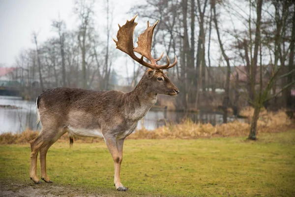 Ciervo macho de poca profundidad en el bosque, vida silvestre de Europa — Foto de Stock