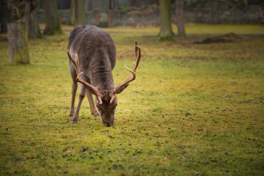 Ormanda, Avrupa'nın yaban hayatı nadas erkek geyik