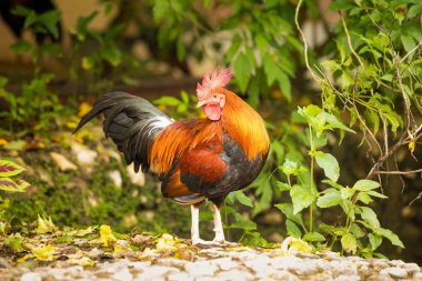 Büyük renkli horoz closeup çekim