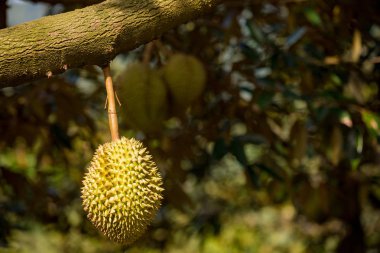 Samui tropikal meyve ağaçlarıyla Durian