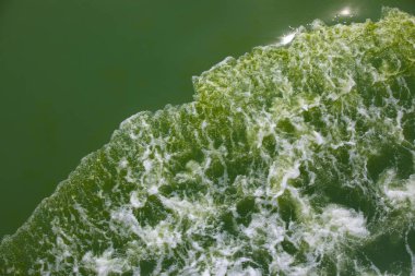 Phenomenon of blooming plankton, green sea water clipart