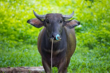 Sevimli kadın su Buffalo burun ropeon yeşil arka plan ile portresi