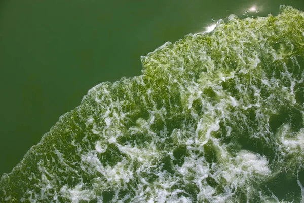 Phénomène de floraison du plancton, eau de mer verte — Photo