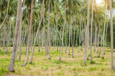 Coconat palmiye ağacı doğal arka plan olarak