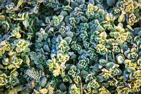 Заморожене зелене листя і сині квіти рослини взимку — стокове фото
