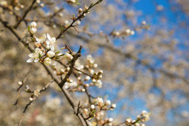 İlkbaharda çiçek açan elma ağaçlarının yakın plan dalları