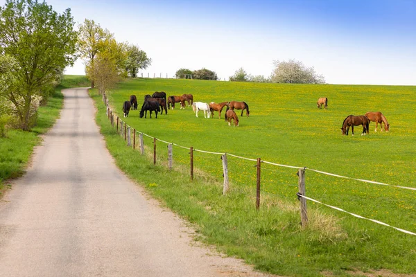 Cavalos comendo grama primavera em um campo de fazenda — Fotografia de Stock