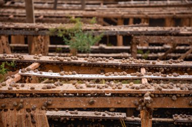 Snails during feeding in private snail farm, Czech Republic clipart