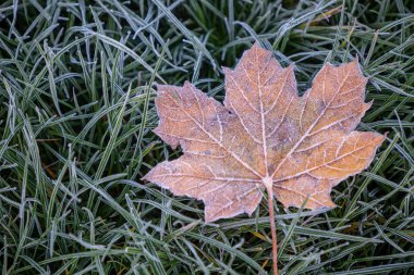 Sonbahar zamanı yeşil çimlerde ve çınar yaprağında stoklama, doğa arka planında