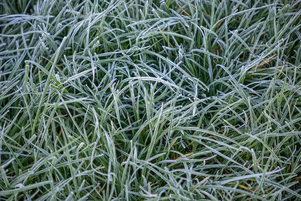 Hoarfrost sobre hierba verde en la mañana en otoño, Fondo de la naturaleza —  Fotos de Stock