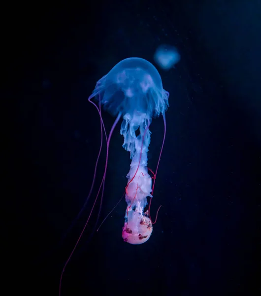 Belas medusa ou medusa na luz de néon em aquário em novo aberto Praga medusarium, República Checa — Fotografia de Stock