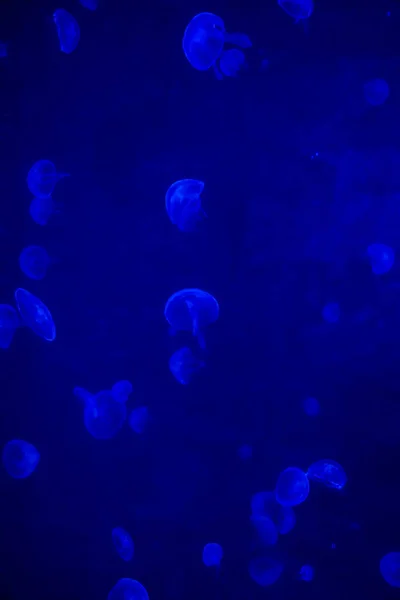 Sporo pięknych meduz lub medali w neonowym świetle w akwarium w nowo otwartym praskim medusarium, Czechy — Zdjęcie stockowe