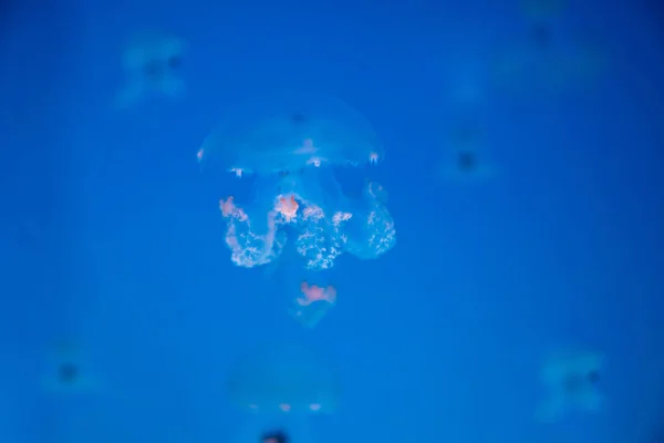 Vacker manet eller medusa i neonljus i akvarium i nyöppnade Prag medusarium, Tjeckien — Stockfoto