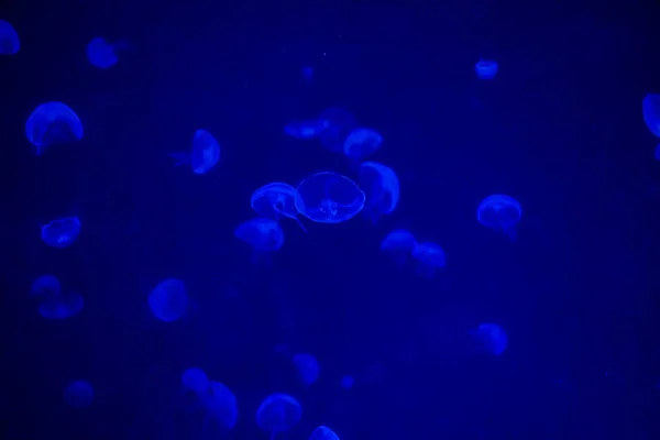 Una gran cantidad de hermosas medusas o medusas en la luz de neón en el acuario en el nuevo medusario abierto de Praga, República Checa — Foto de Stock