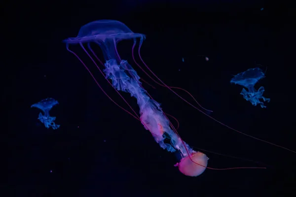 Belas medusa ou medusa na luz de néon em aquário em novo aberto Praga medusarium, República Checa — Fotografia de Stock
