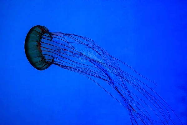 Bela água-viva na luz de néon no aquário — Fotografia de Stock