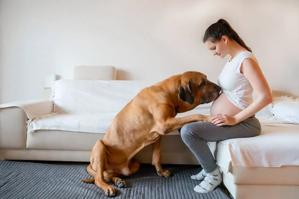 Szczęśliwy w ciąży kobieta z Duży pies rasy fila brasileiro w domu — Zdjęcie stockowe