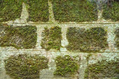Yeşil yosunlu eski tuğla duvar, doğa arka planı