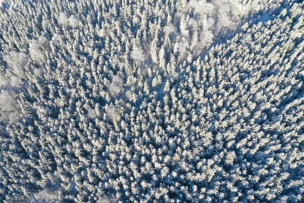 Vista superior de los abetos blancos cubiertos de nieve fresca en el soleado día de invierno en la montaña, Liberec, República Checa —  Fotos de Stock