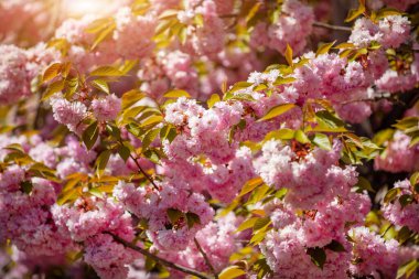 Prag, Çek Cumhuriyeti 'nde bahar zamanı kiraz çiçekli güzel sakura