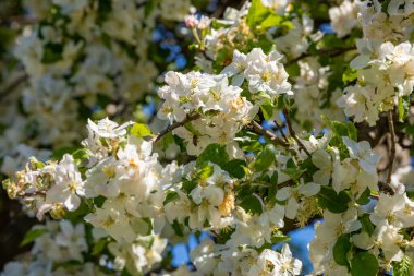 Çek Cumhuriyeti 'nin Prag şehrinde bahar mevsiminde güzel beyaz bir elma çiçek açar.