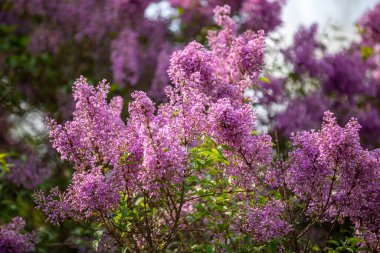 Beautiful Syringa vulgaris or lilac blossom in spring time in Prague, Czech Republic clipart