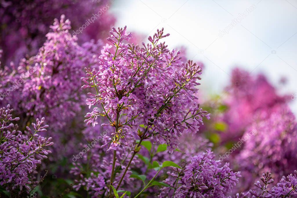 Beautiful Syringa vulgaris or lilac blossom in spring time in Prague, Czech Republic