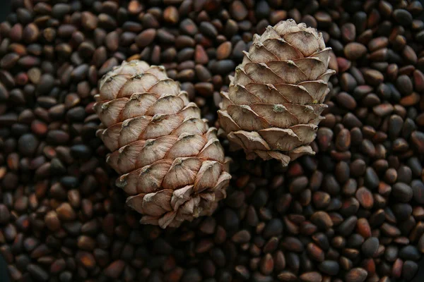 Pine nuts in shells as a background and two whole cedar cones, top view