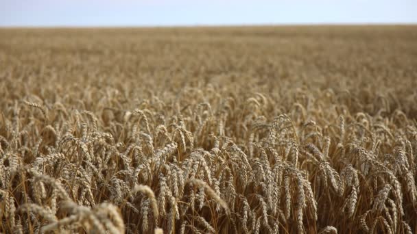 Campo de oro de trigo amarillo maduro bajo el cielo azul en la República Checa — Vídeos de Stock