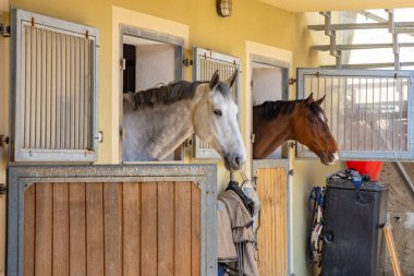 Çek Cumhuriyeti 'nin kırsal kesimindeki küçük bir kasabadaki çiftlikteki atlar