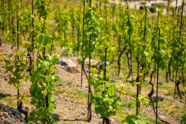Çek Cumhuriyeti 'nin renkli bahar sezonunda Prag' daki Troja Botanik Bahçesi 'ndeki üzüm bağları
