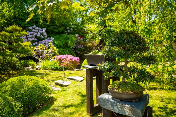 Bonsai Árvore Jardim Japonês Com Arbusto Roxo Jardim Botânico Troja — Fotografia de Stock